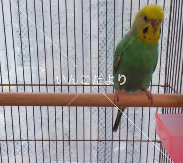 迷い鳥の写真