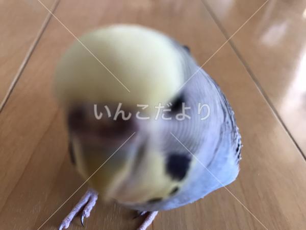 迷い鳥の写真