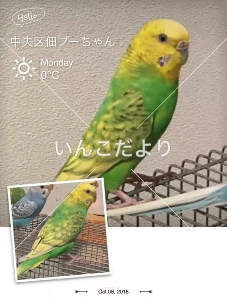 迷い鳥の写真