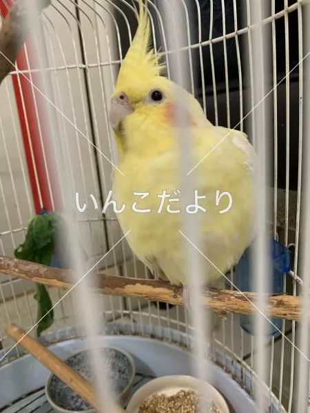 保護鳥の写真
