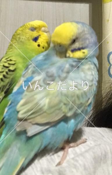 迷い鳥の写真