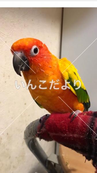 迷い鳥の写真