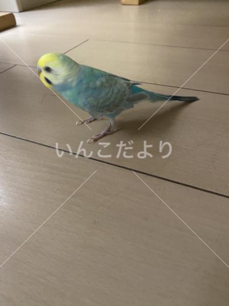 迷い鳥の写真