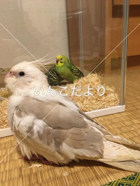 迷い鳥の写真