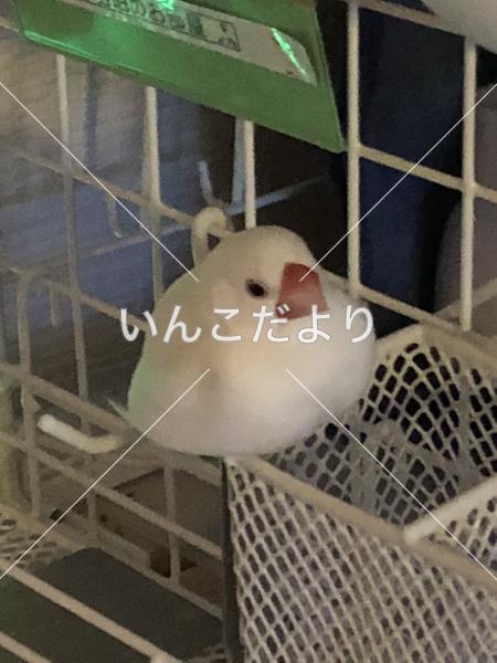 迷い鳥の写真