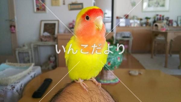 迷い鳥の写真