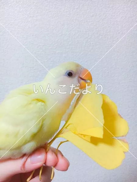 迷い鳥の写真