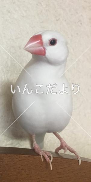 迷い鳥の写真