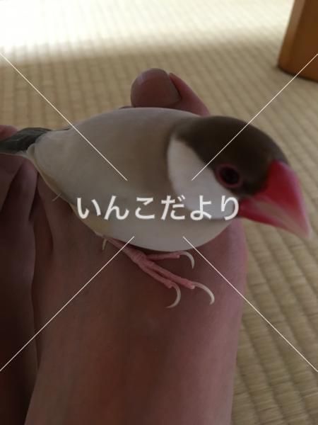 迷い鳥の写真