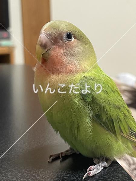 迷い鳥の写真