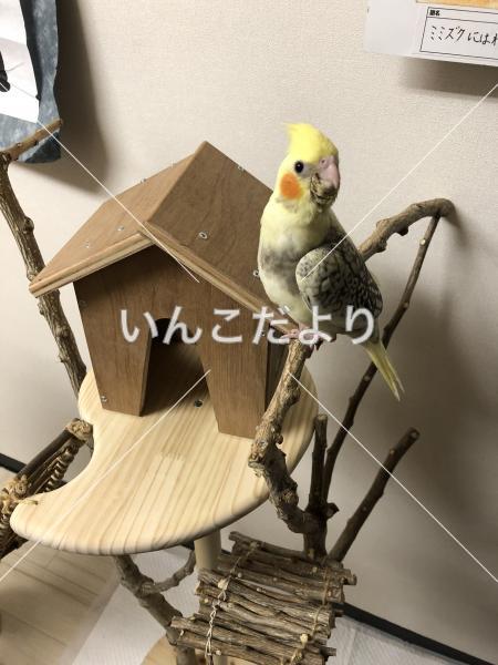 迷い鳥の写真
