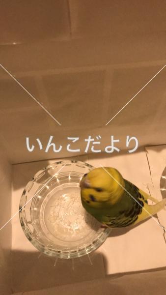 保護鳥の写真