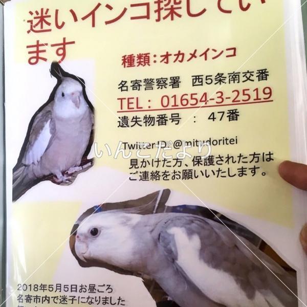 迷い鳥の写真