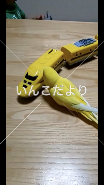 迷い鳥の写真