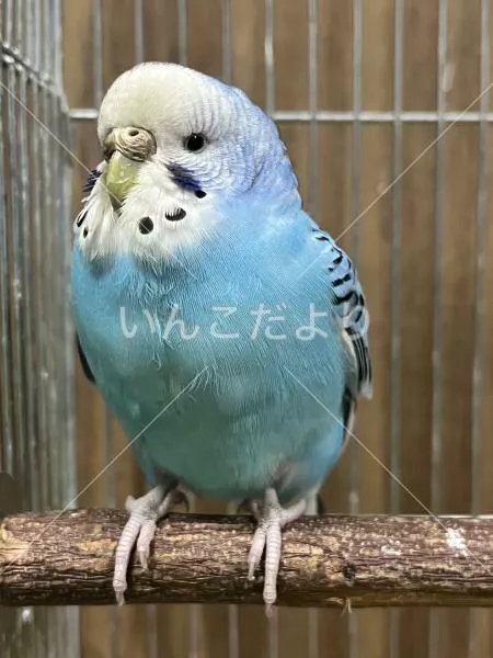 保護鳥の写真