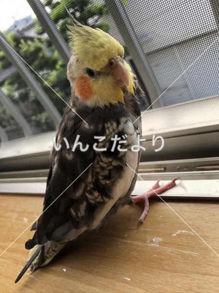 迷い鳥の写真