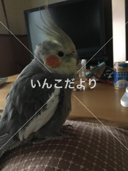 迷い鳥の写真