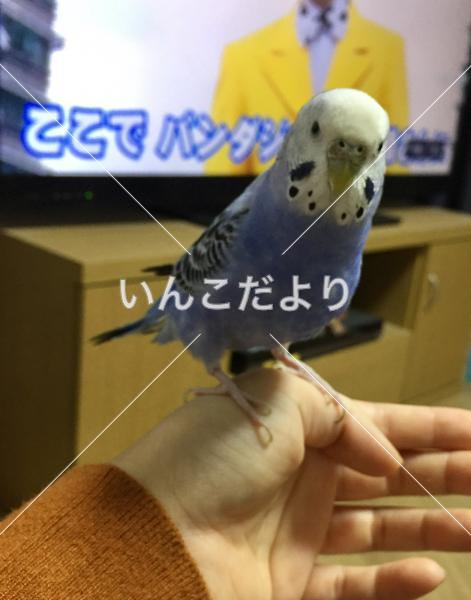 迷い鳥の写真