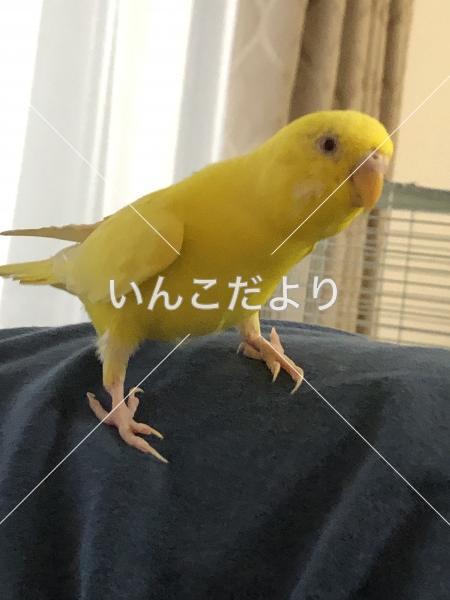 迷い鳥の写真