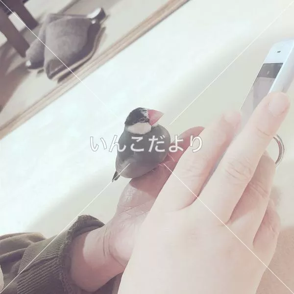 迷い鳥の写真