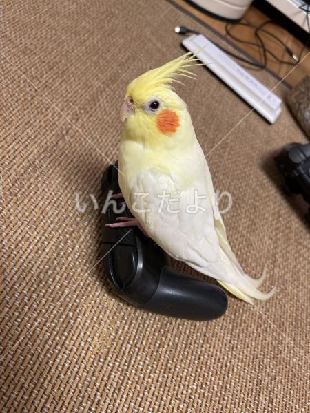 迷い鳥の写真