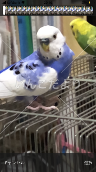 迷い鳥の写真