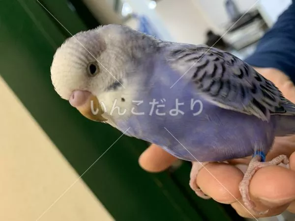 保護鳥の写真