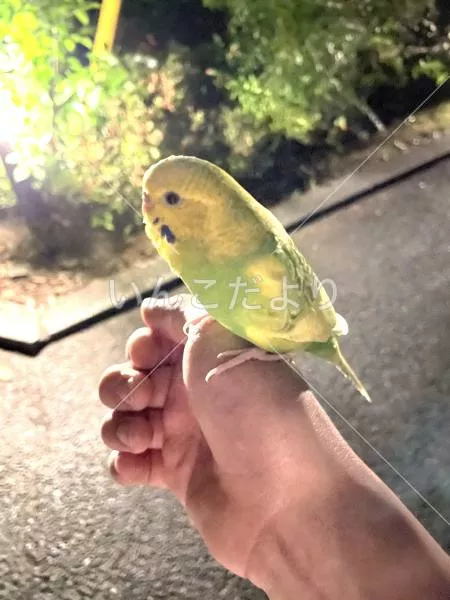 保護鳥の写真