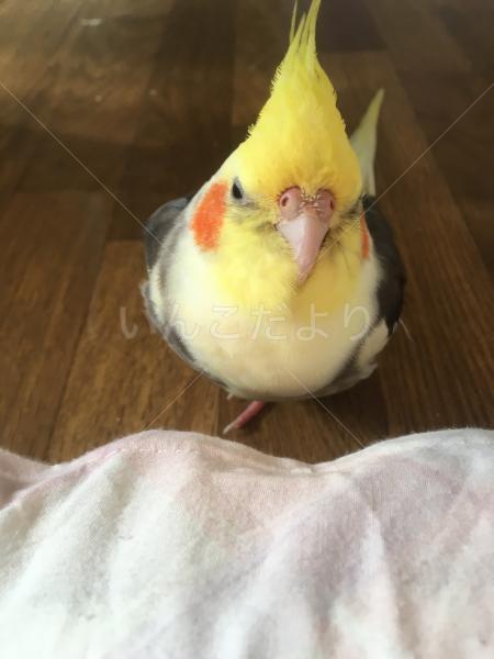 迷い鳥の写真