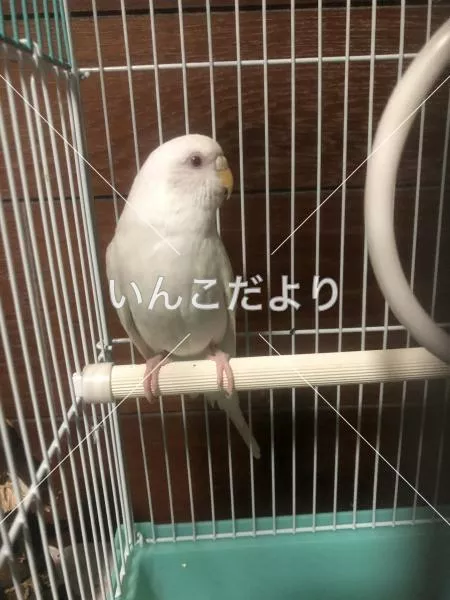 保護鳥の写真