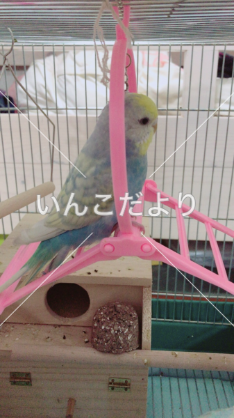 迷い鳥の写真