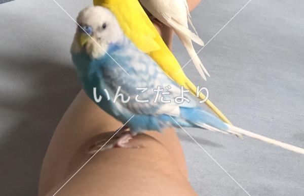 迷い鳥の写真