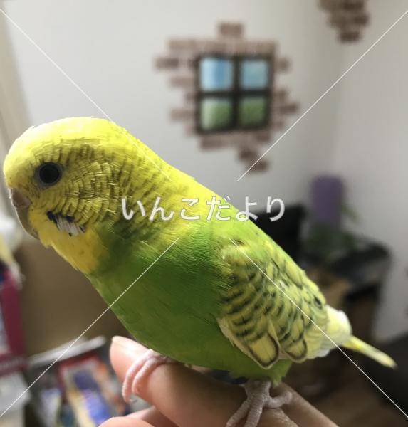 迷い鳥の写真