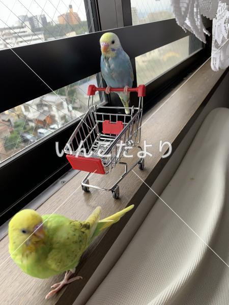 迷い鳥の写真