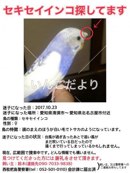 迷い鳥の写真