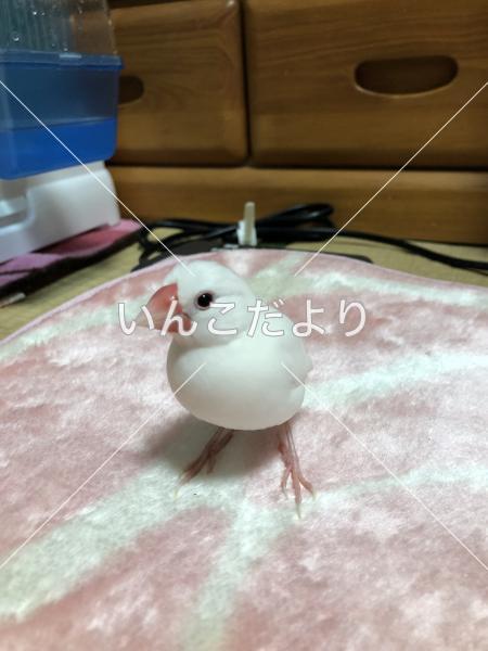 迷い鳥の写真