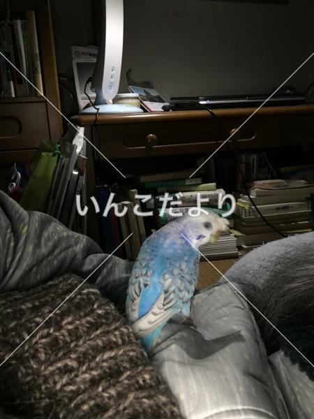 迷い鳥の写真