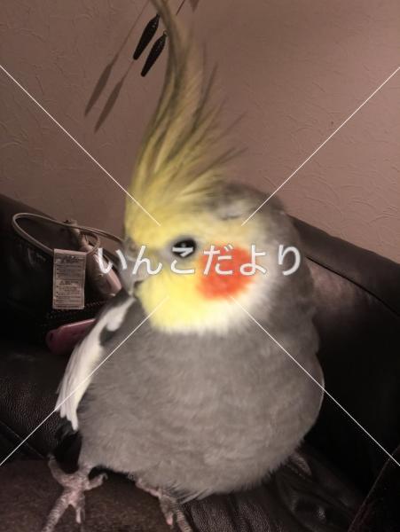 迷い鳥の写真