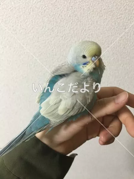 保護鳥の写真
