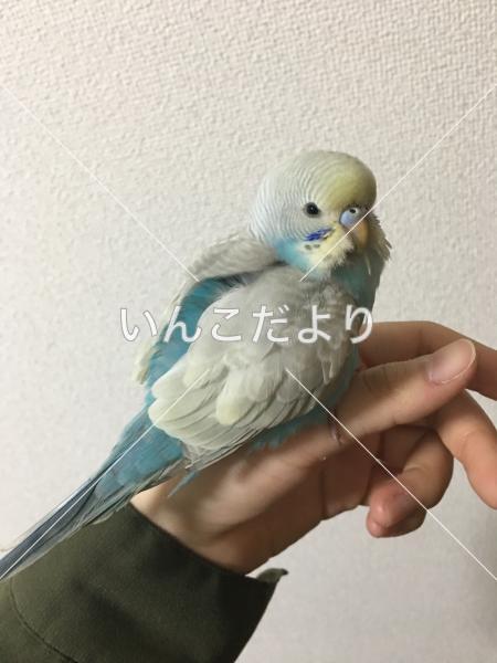 保護鳥の写真