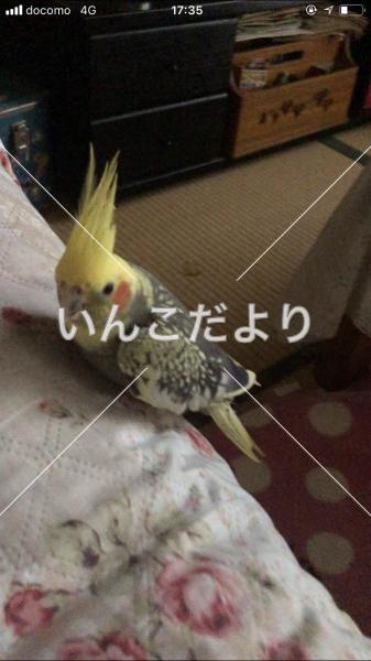 迷い鳥の写真