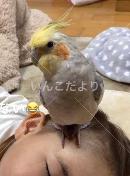 迷い鳥の写真