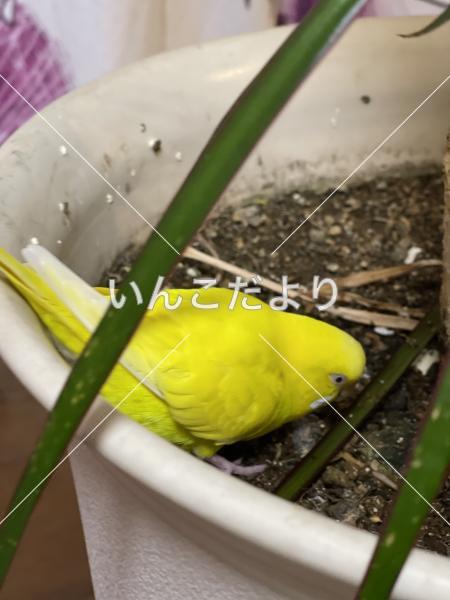 迷い鳥の写真