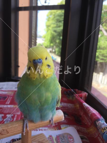 迷い鳥の写真