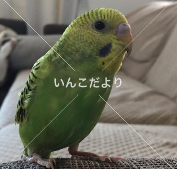 迷い鳥の写真