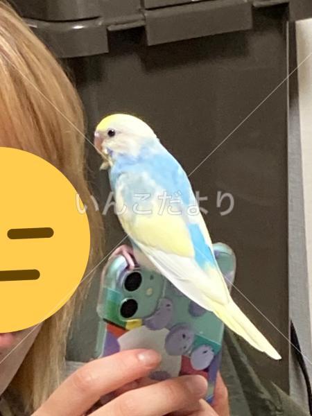 迷い鳥の写真