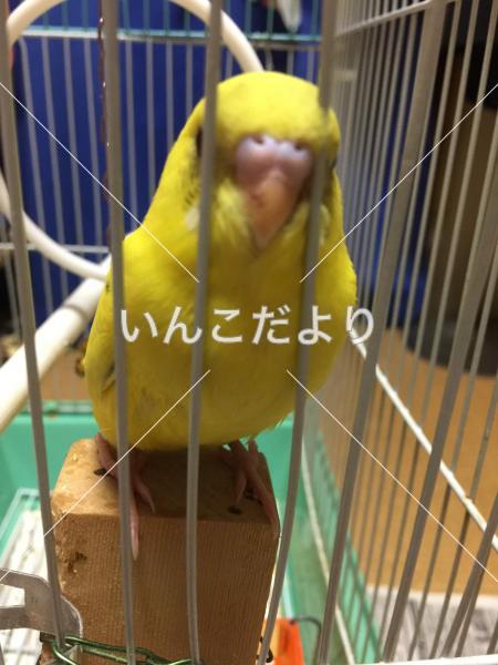 迷い鳥の写真