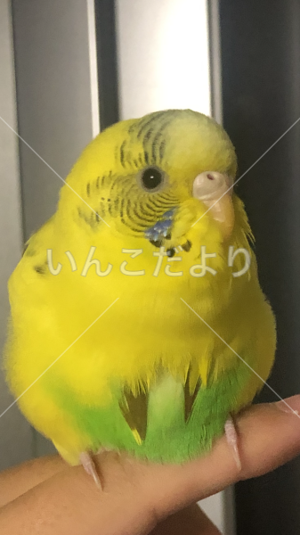 迷い鳥の写真