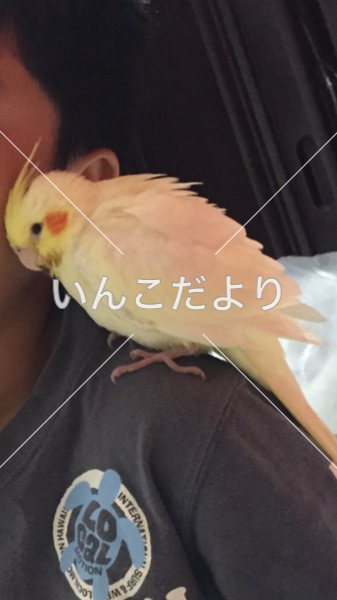 迷い鳥の写真
