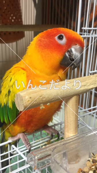 迷い鳥の写真